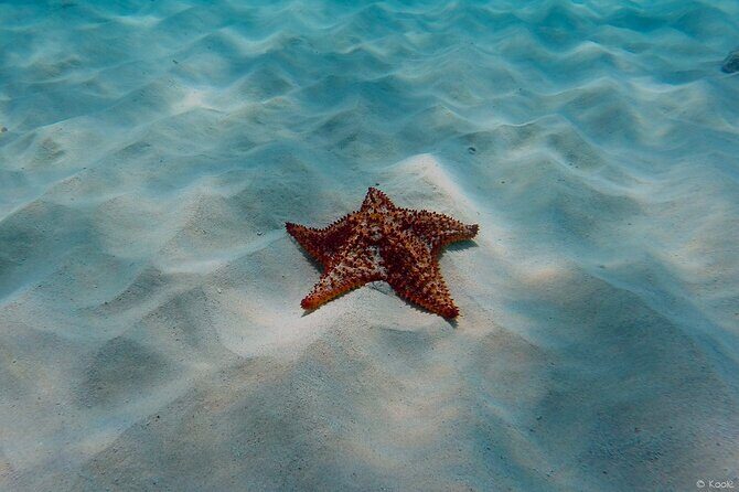 Aruba Turtle Spotting Snorkeling Adventure - Why Travelers Love This Tour