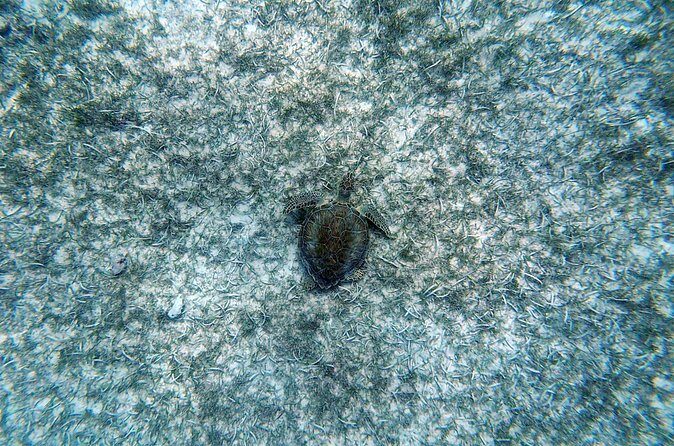 Aruba Turtle Spotting Snorkeling Adventure - Who Should Consider This Tour?