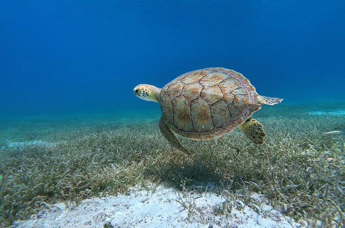 Aruba Turtle Spotting Snorkeling Adventure - Final Thoughts: Is It Worth It?