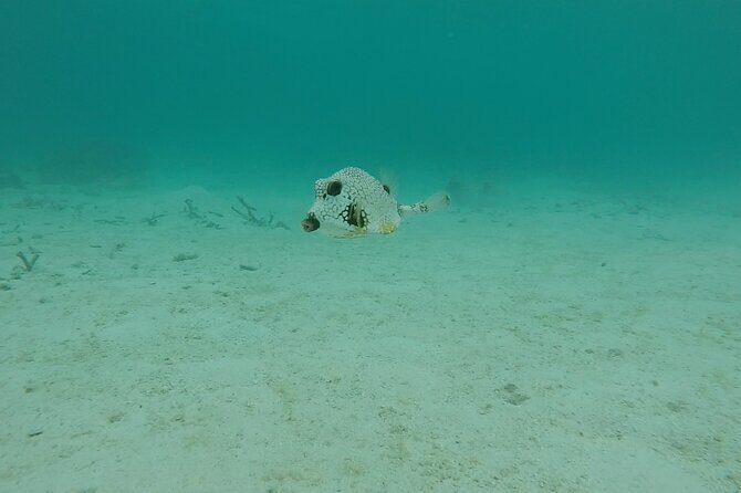 Aruba Turtle Spotting Snorkeling Adventure - FAQ: Practical Questions About the Aruba Turtle Snorkeling Tour