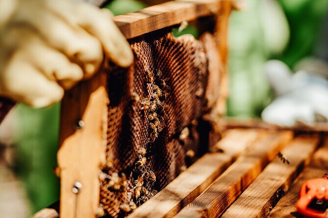 Aruba´s Bee Haven Private Adventure - The Value of the Aruba Bee Haven Tour