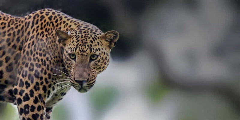 Arugam Bay: Yala Safari & DropOff in Ella - Safari + Transit - What Makes This Tour Stand Out?