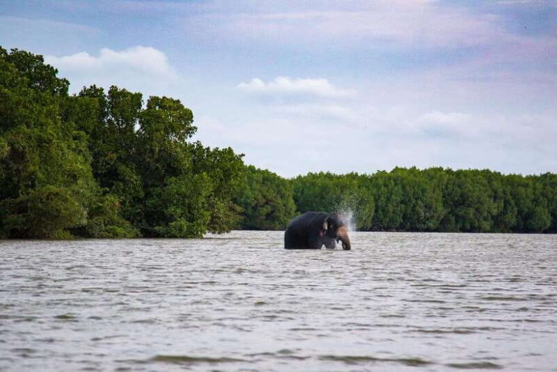 Arugambay :Pottuvil Lagoon Mangrove Eco Boat Safari Tours - Practical Tips for Travelers