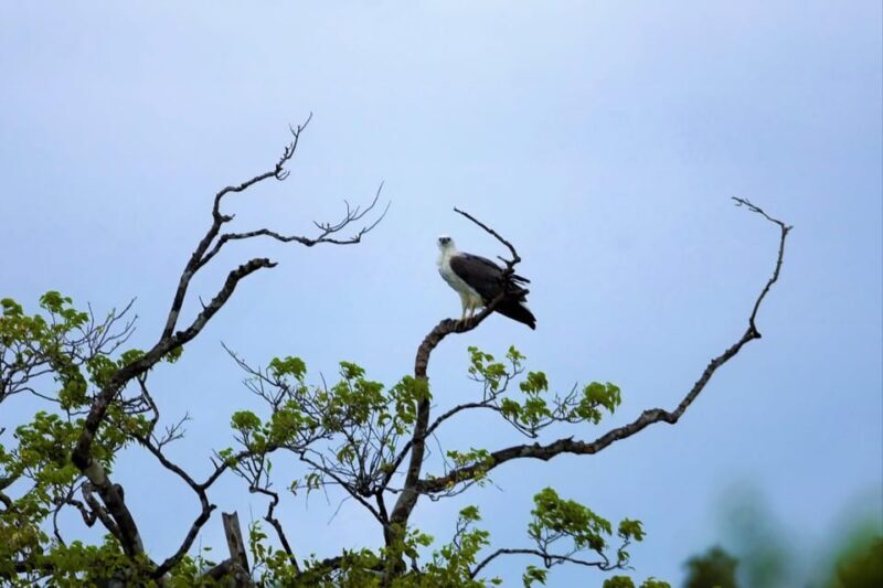 Arugambay :Pottuvil Lagoon Mangrove Eco Boat Safari Tours - Who Is This Tour For?