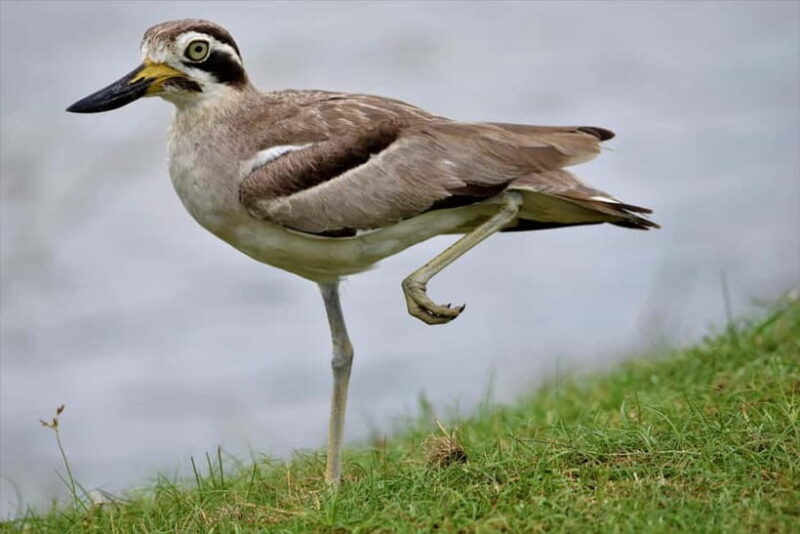 Arugambay :Pottuvil Lagoon Mangrove Eco Boat Safari Tours - The Sum Up