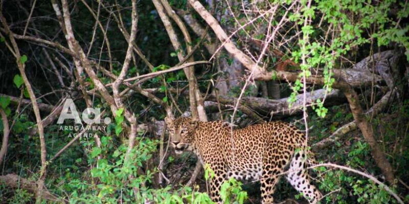 Arugambay to Yala: Wild Safari + Drop-off Flexibility - Who Should Consider This Tour?