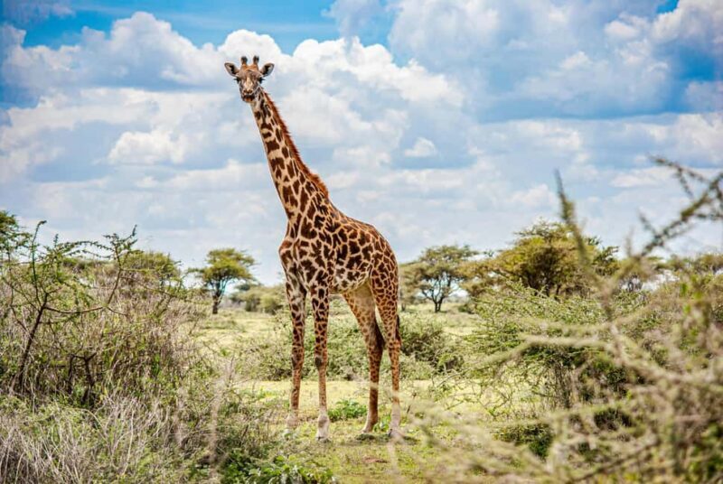 Arusha: 1-Day Wildlife Safari to Tarangire National Park - Who Should Book This Tour?