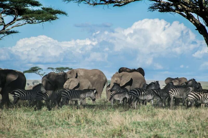 Arusha: 2 Day Big Five Safari to Tarangire & Ngorongoro - Key Points