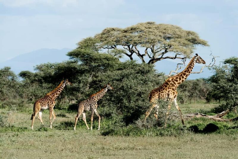 Arusha: 2 Day Big Five Safari to Tarangire & Ngorongoro - The Experience in Detail