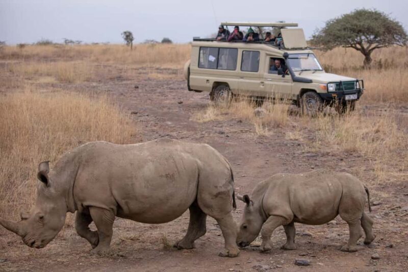 Arusha: 2 Day Big Five Safari to Tarangire & Ngorongoro - Practical Details and Tips