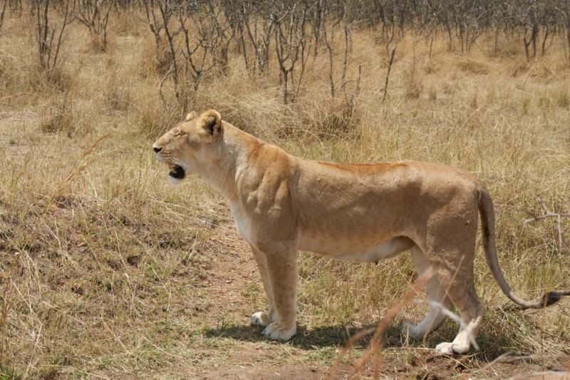 Arusha: 2 Day Big Five Safari to Tarangire & Ngorongoro - The Bottom Line: Who Should Take This Tour?