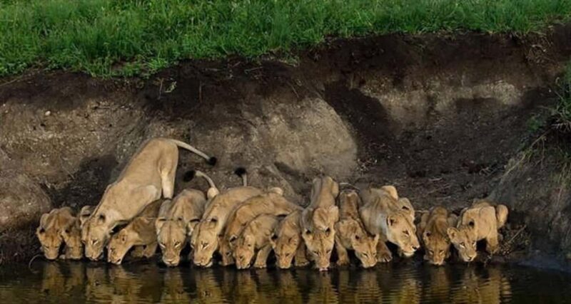 Arusha: 2-Day Camping Safari with Game Drives and Hikes - An Honest Look at the 2-Day Camping Safari in Arusha