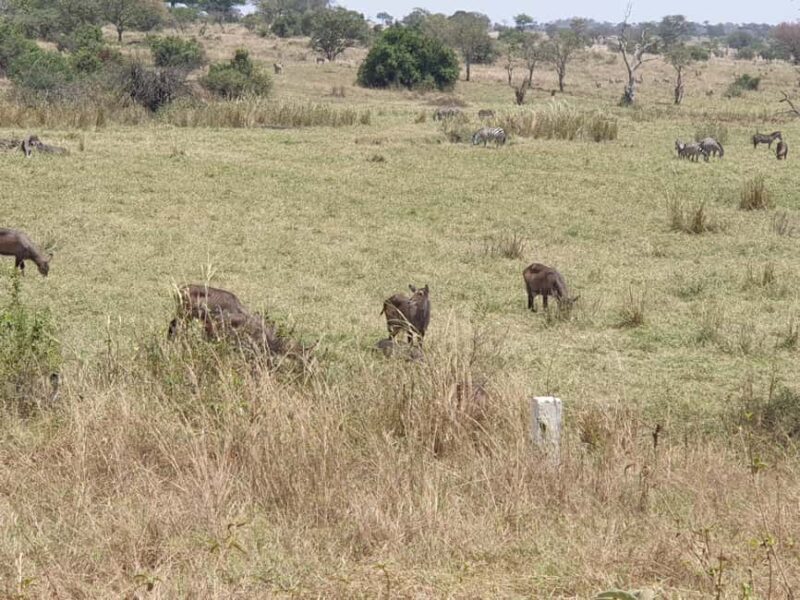 Arusha: 2-Day Ngorongoro Crater and Tarangire Safari - Key Points