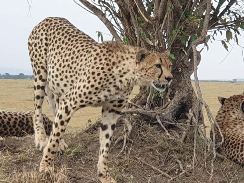 Arusha: 2-Day Ngorongoro Crater and Tarangire Safari - How the Tour Works