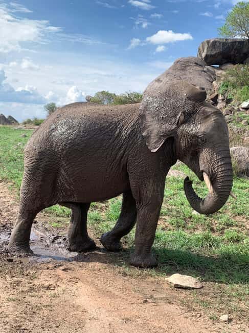Arusha: 2-Day Safari to Tarangire National Park with Meals - Exploring the Heart of Tanzania’s Wildlife: The 2-Day Tarangire Safari