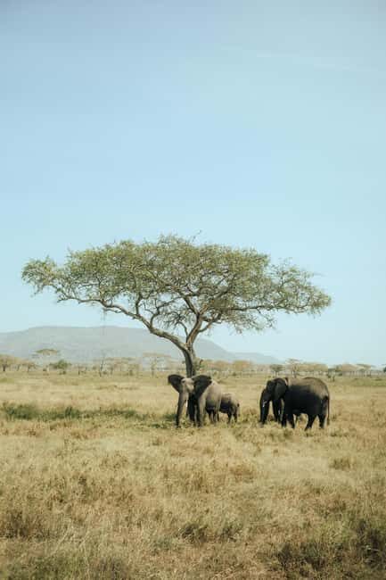Arusha: 2-Day Safari to Tarangire National Park with Meals - Is It Worth the Price? Analyzing the Value
