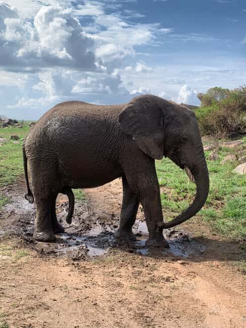 Arusha: 2-Day Safari to Tarangire National Park with Meals - Final Thoughts: Who Will Love This Safari?