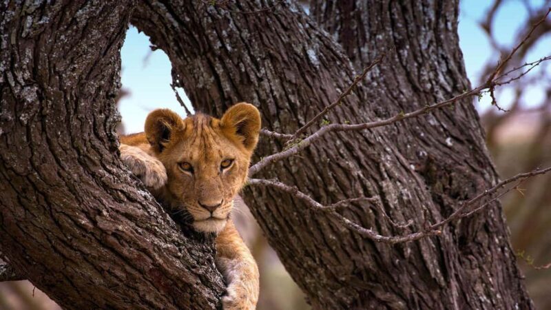 Arusha: 3-Day Honeymoon Safari in Serengeti National Park - Key Points