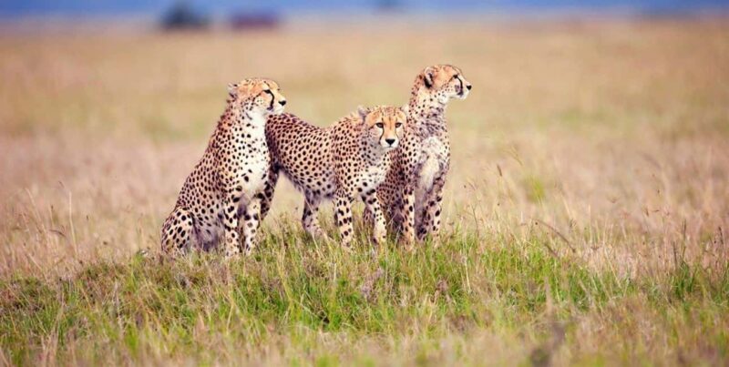Arusha: 3-Day Honeymoon Safari in Serengeti National Park - An In-Depth Look at the 3-Day Serengeti Honeymoon Safari