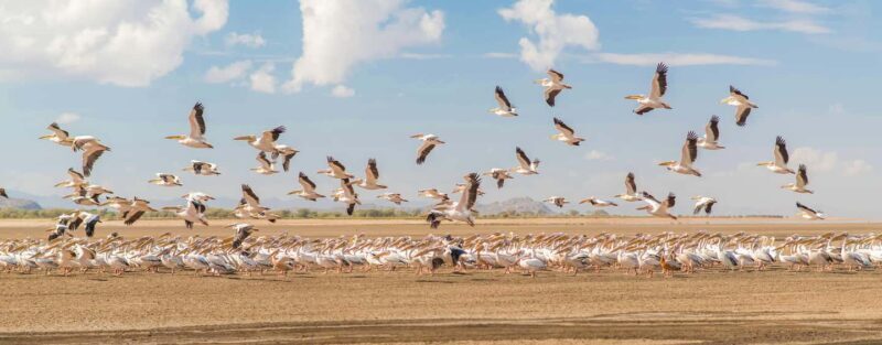 Arusha: 3-Day Lake Eyasi Trip and Safari - Exploring the Itinerary: What You’ll Experience