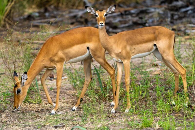 Arusha: 3-Day Materuni Waterfalls and Tarangire Safari - Exploring the Itinerary in Detail