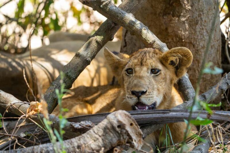 Arusha: 3-Day Materuni Waterfalls and Tarangire Safari - Final Thoughts: Who Is This Tour For?