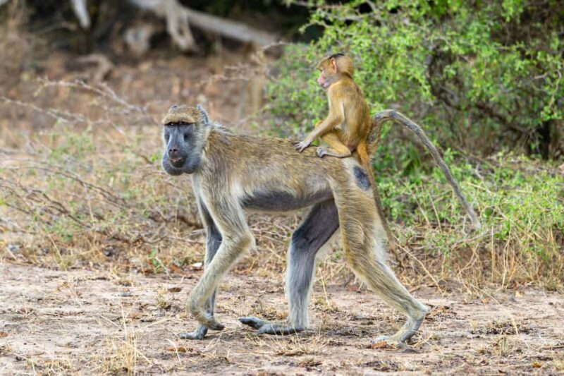 Arusha: 3-Day Materuni Waterfalls and Tarangire Safari - FAQ