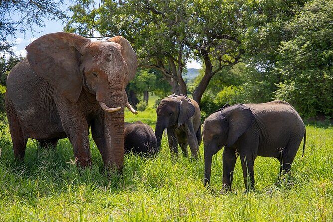 Arusha: 3-Day Safari Tarangire, Flamingo Walk Lake Natron Tour - A Practical Overview of the Tour