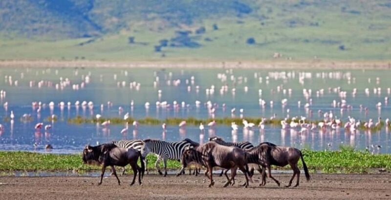 Arusha: 3-Day Safari to Arusha National Park and Ngorongoro - Key Points