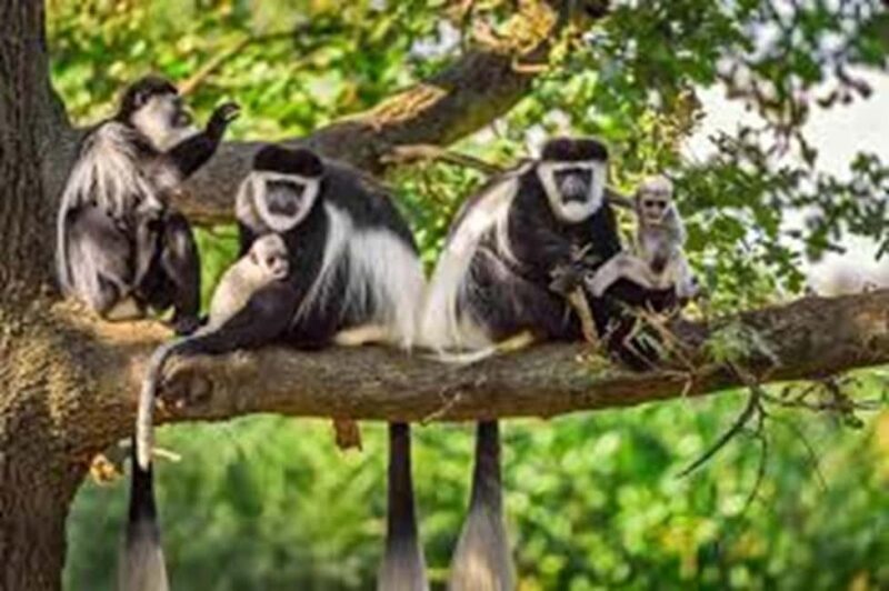 Arusha: 3-Day Safari to Arusha National Park and Ngorongoro - Detailed Review of the 3-Day Tanzanian Safari