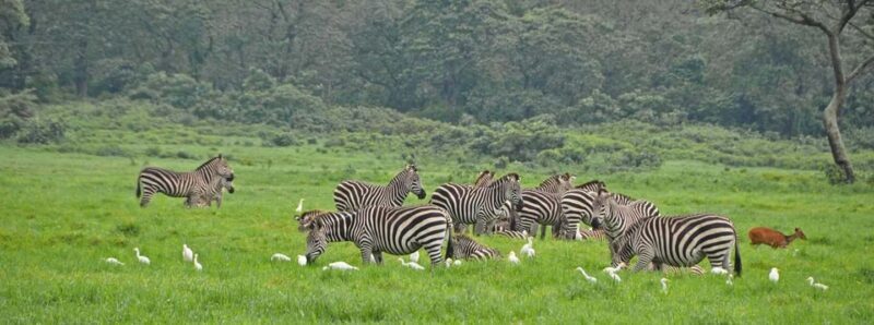 Arusha: 3-Day Safari to Arusha National Park and Ngorongoro - FAQs