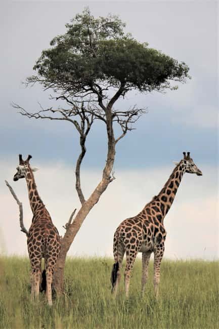 Arusha: 3-Day Safari to Tarangire and Ngorongoro Crater - Key Points