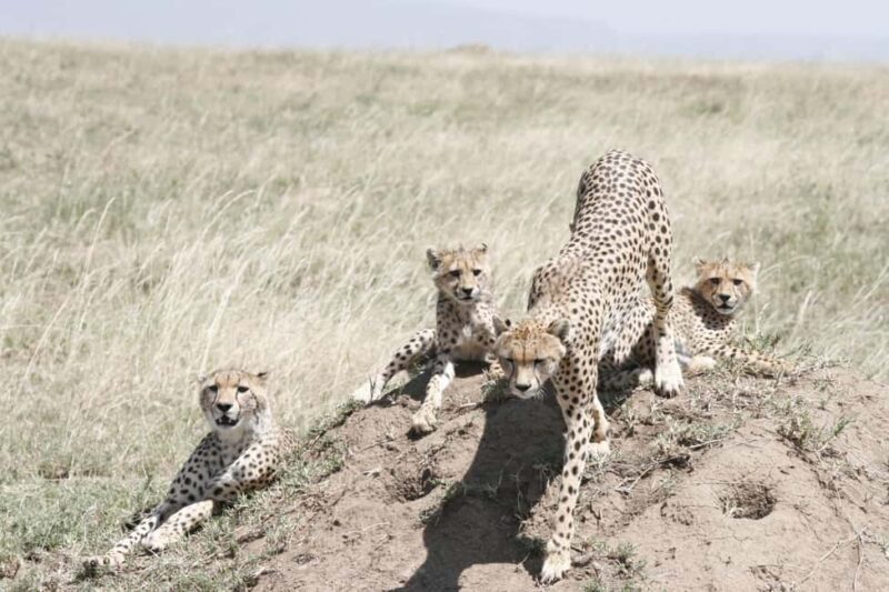 Arusha: 3-Day Safari to Tarangire and Ngorongoro Crater - A Practical Guide to the 3-Day Safari