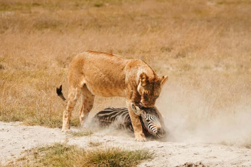 Arusha: 3-Day Safari to Tarangire and Ngorongoro Crater - Final Thoughts: Who Will Love This Tour?
