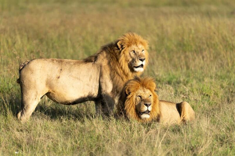 Arusha: 3-Day Safari to Tarangire and Ngorongoro Crater - Wrapping Up
