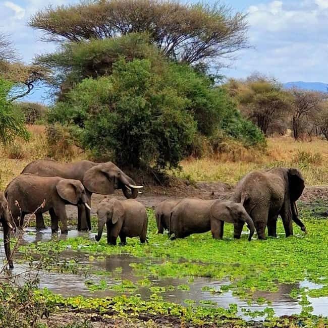 Arusha: 3-Day Safari to Tarangire, Lake Manyara & Ngorongoro - A Detailed Look at the 3-Day Safari Experience