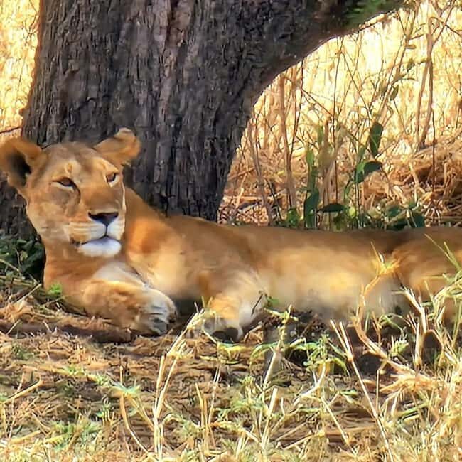 Arusha: 3-Day Safari to Tarangire, Lake Manyara & Ngorongoro - Who Is This Tour Best For?