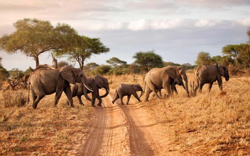 Arusha: 3-Day Safari to Tarangire, Ngorongoro & Lake Manyara - Who Should Consider This Tour?