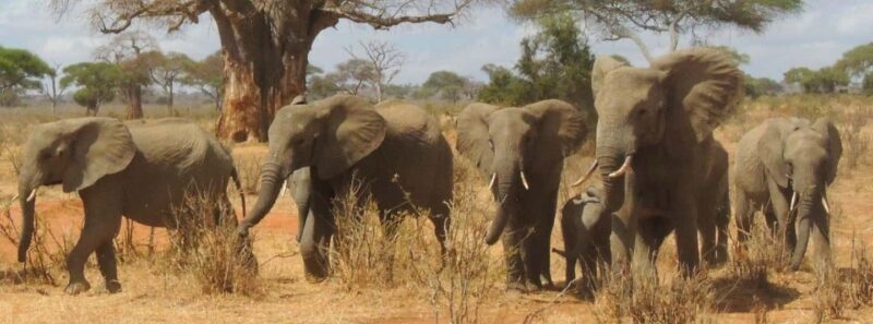 Arusha: 3-Day Safari to Tarangire, Ngorongoro & Lake Manyara - FAQs