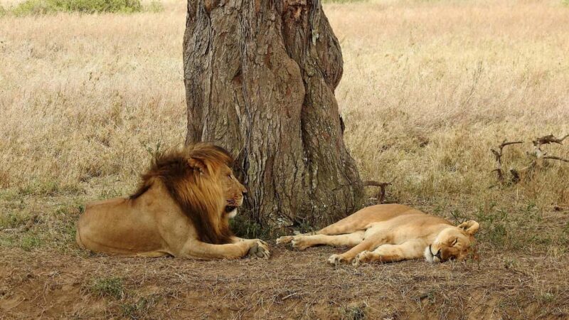 Arusha: 3-Day Safari with Hot Air Balloon for Honeymooners - Key Points