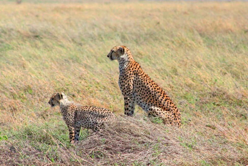 Arusha: 3-Day Safari with Hot Air Balloon for Honeymooners - Authenticity and Feedback from Travelers