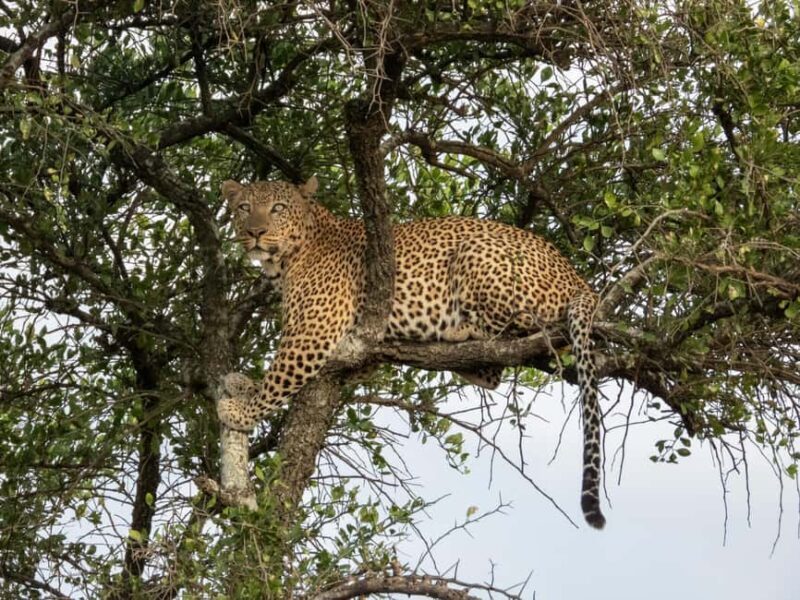 Arusha: 3-Day Safari with Hot Air Balloon for Honeymooners - The Sum Up