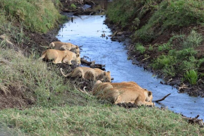 Arusha: 3-Day Serengeti and Ngorongoro Crater Safari - Why This Tour Offers Solid Value