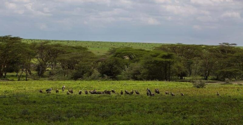 Arusha: 3-Day Serengeti and Ngorongoro Crater Safari - Who This Tour is Best For