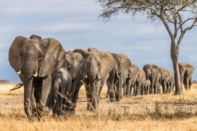 Arusha: 3-Day Serengeti and Ngorongoro Crater Safari - Key Points