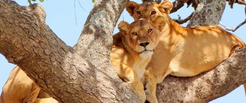 Arusha: 3-Day Serengeti and Ngorongoro Crater Safari - A Close Look at the 3-Day Safari Itinerary