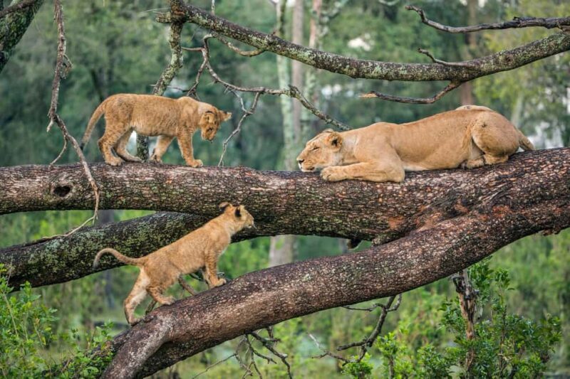Arusha: 3-Day Serengeti and Ngorongoro Crater Safari - Accommodation and Meals