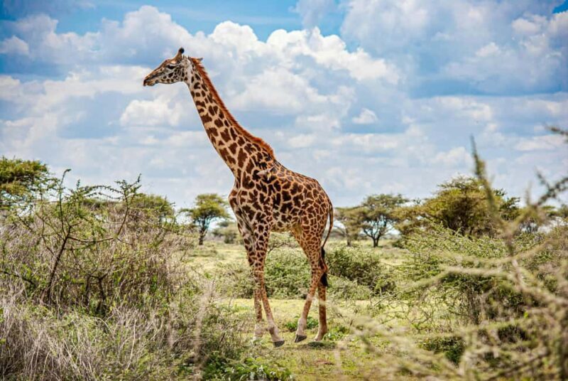 Arusha: 3-Day Serengeti & Ngorongoro Crater Big Five Safari - The Value Proposition