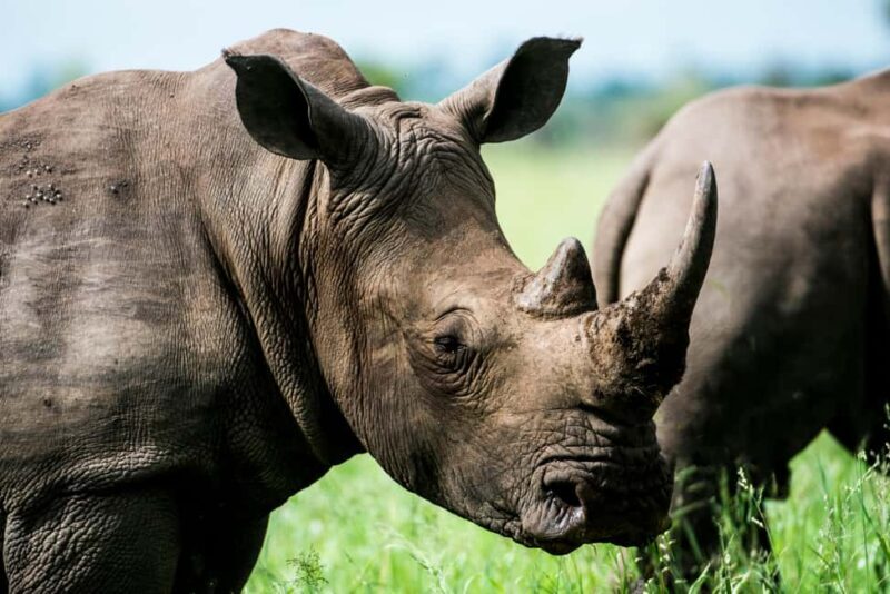 Arusha: 3-Day Tanzania Budget-Friendly Camping Safari - Analyzing the Value
