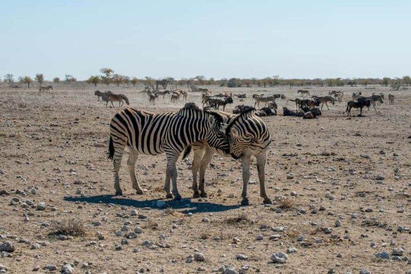 Arusha: 3-Day Tanzania Budget-Friendly Camping Safari - Practical Tips for Your Safari